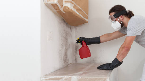 Professional Basement Mold Remediation technician working in Gore, VA