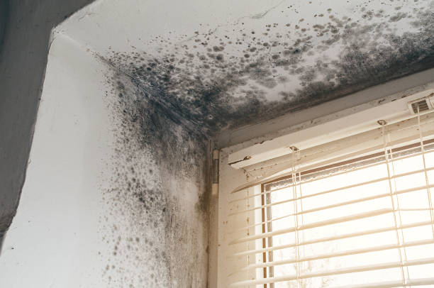 Affordable Basement Mold Remediation solutions in Gore, VA