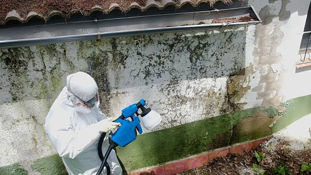 Top rated local Basement Mold Remediation specialists in Gore, VA